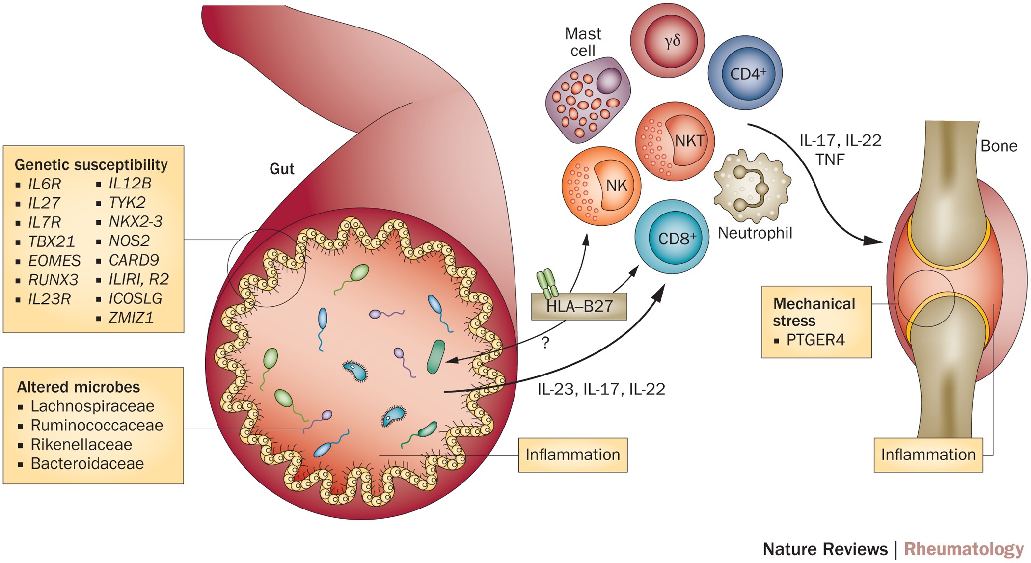 41584 2016 Article BFnrrheum2015133 Fig1 HTML